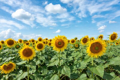 Sunflower Field Under Blue Sky