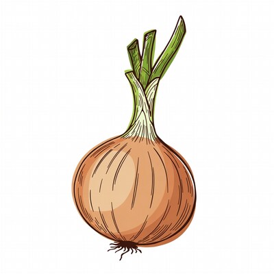 Onion with green stems illustration