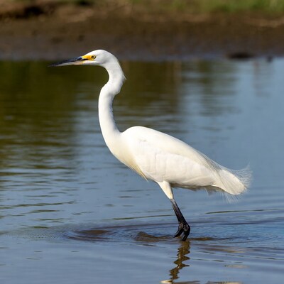 Snowy Egret Standing in Water