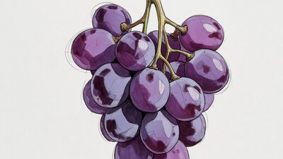 Purple grape cluster illustration