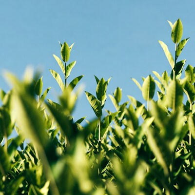 Green tea leaves against blue sky