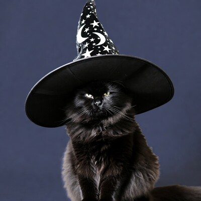 Black cat wearing witch hat