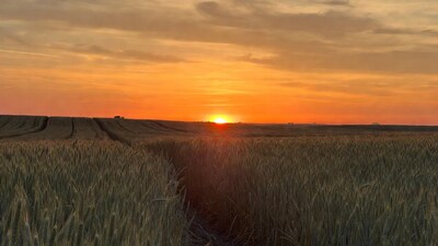 Sunset over wheat field