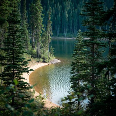 Serene pine forest surrounding mountain lake