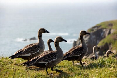 Group of nene geese on grassy cliff