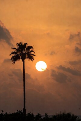 Palm Tree Silhouette at Sunset