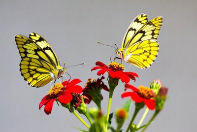 Yellow Butterflies on Red Zinnias