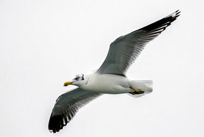 Gull flying with wings spread
