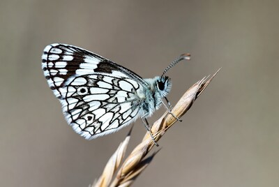 White Checkered Butterfly on Grass Stem