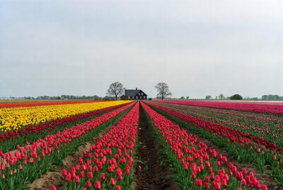 Black house in colorful tulip fields