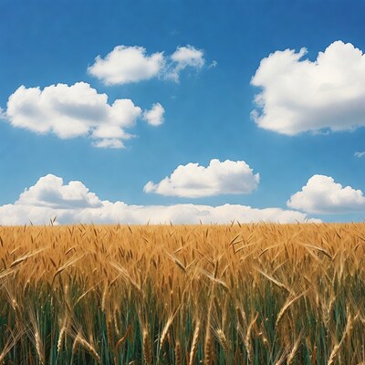 Golden wheat field under blue sky