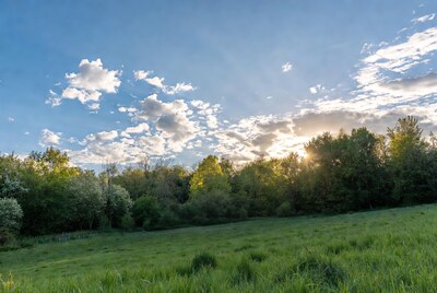 Sunset over green field and trees