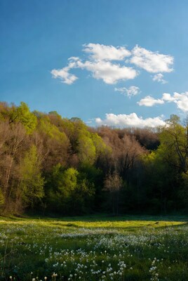 Green meadow with dandelions and forest hill