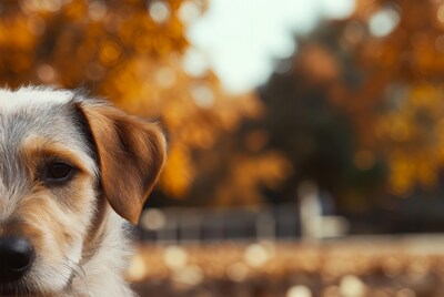 Close-up Australian Shepherd dog autumn bokeh