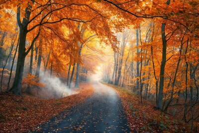 Autumn Forest Path with Orange Trees