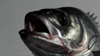 Black Sea Bass Fish with Open Mouth