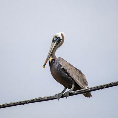 Brown pelican perched on wire