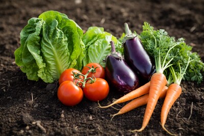 Fresh vegetables on garden soil