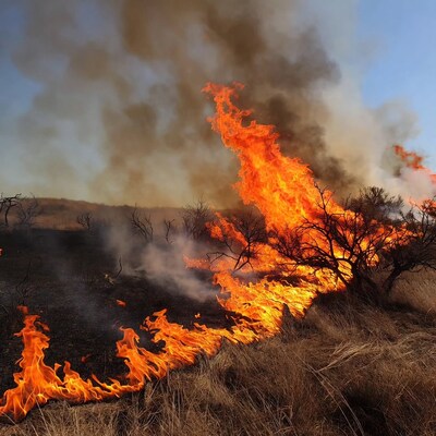 Wildfire Burning Dry Grass and Trees