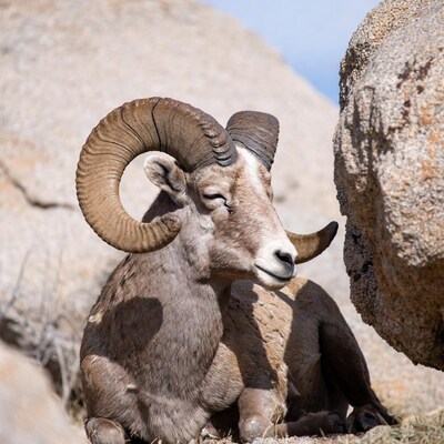 Bighorn sheep on rocky mountain