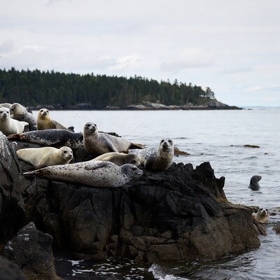 Harbor seals on rocky ocean shore