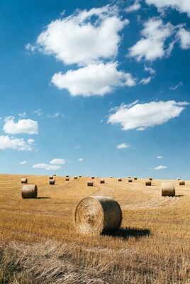 Hay bales in golden field