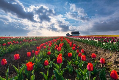 Colorful Tulip Fields with Barn