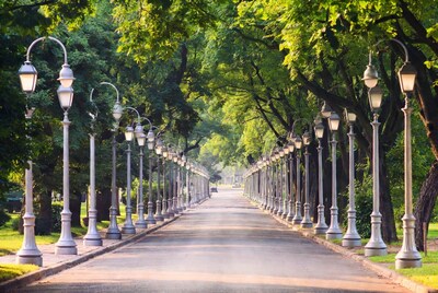 Tree-Lined Street with Street Lamps