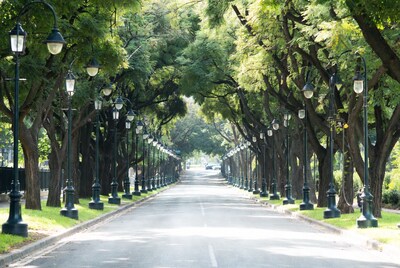 Tree-Lined Street with Street Lamps