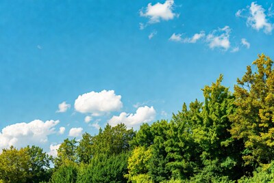 Green trees under blue sky with clouds