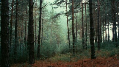Dense Pine Forest with Foggy Path