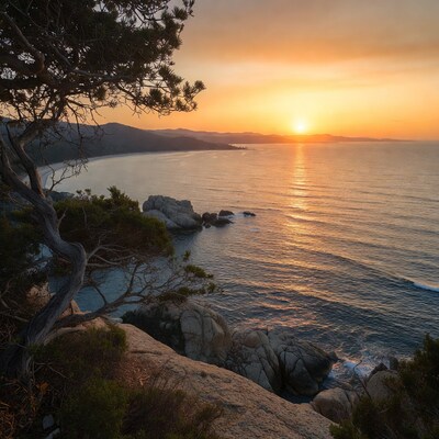 Sunset over rocky coastline with pine trees