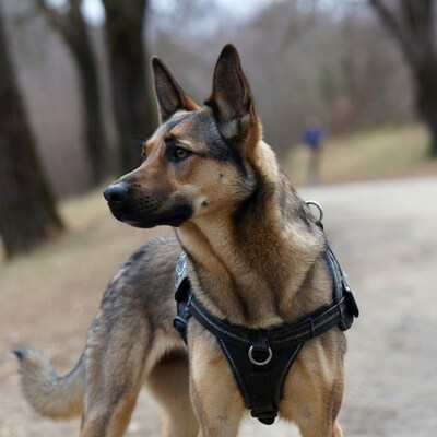 German Shepherd dog in harness outdoors