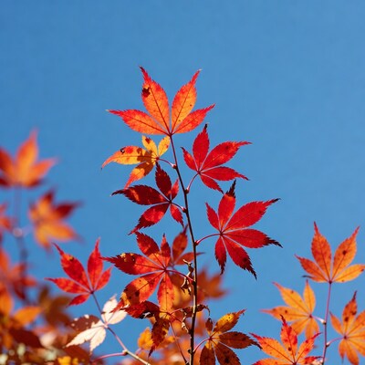Red Maple Leaves Against Blue Sky