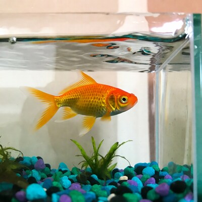 Goldfish in aquarium with plants