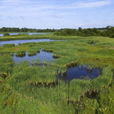 Aerial view of lush reed marshland