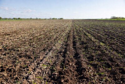 Vast plowed field with young sprouts