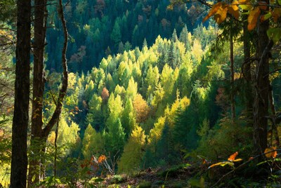 Autumn Forest with Golden Aspen Trees