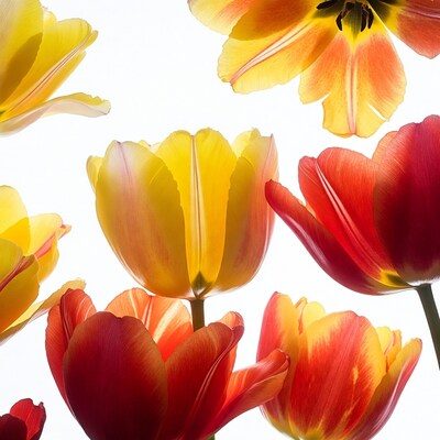 Colorful Tulips on White Background