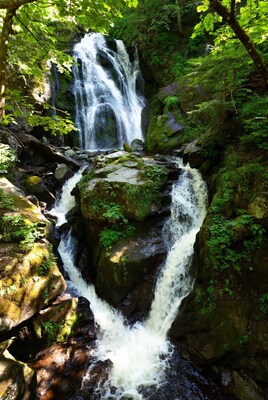 Waterfall cascading in lush green forest