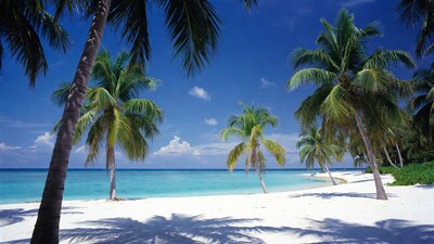 Tropical beach with palm trees