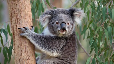 Koala clinging to eucalyptus tree