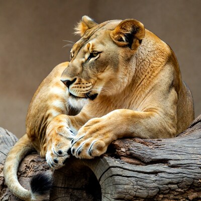 Lioness lounging on tree trunk