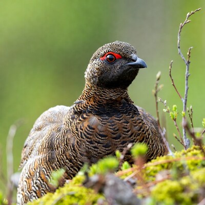 Ptarmigan bird in green moss