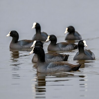Group of Coots Swimming in Water