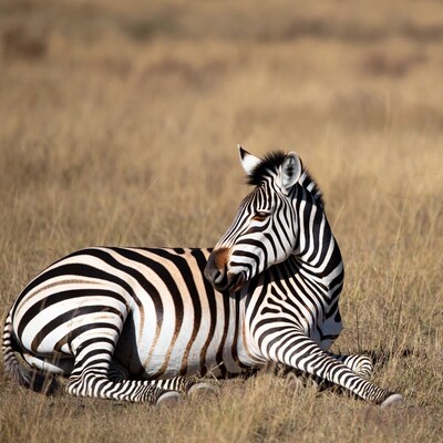 Zebra lying in dry grass