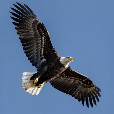 Bald eagle flying in blue sky