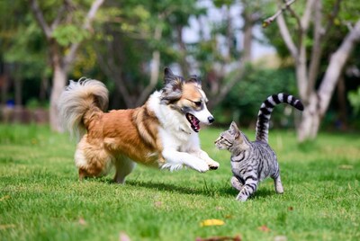 Dog playing with tabby cat in grass