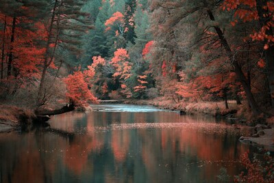 Autumn Forest River with Red Trees