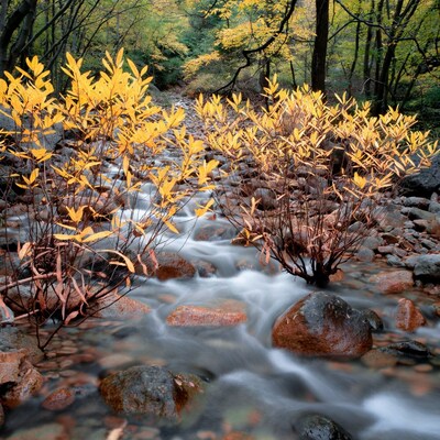 Autumn Stream with Yellow Bushes